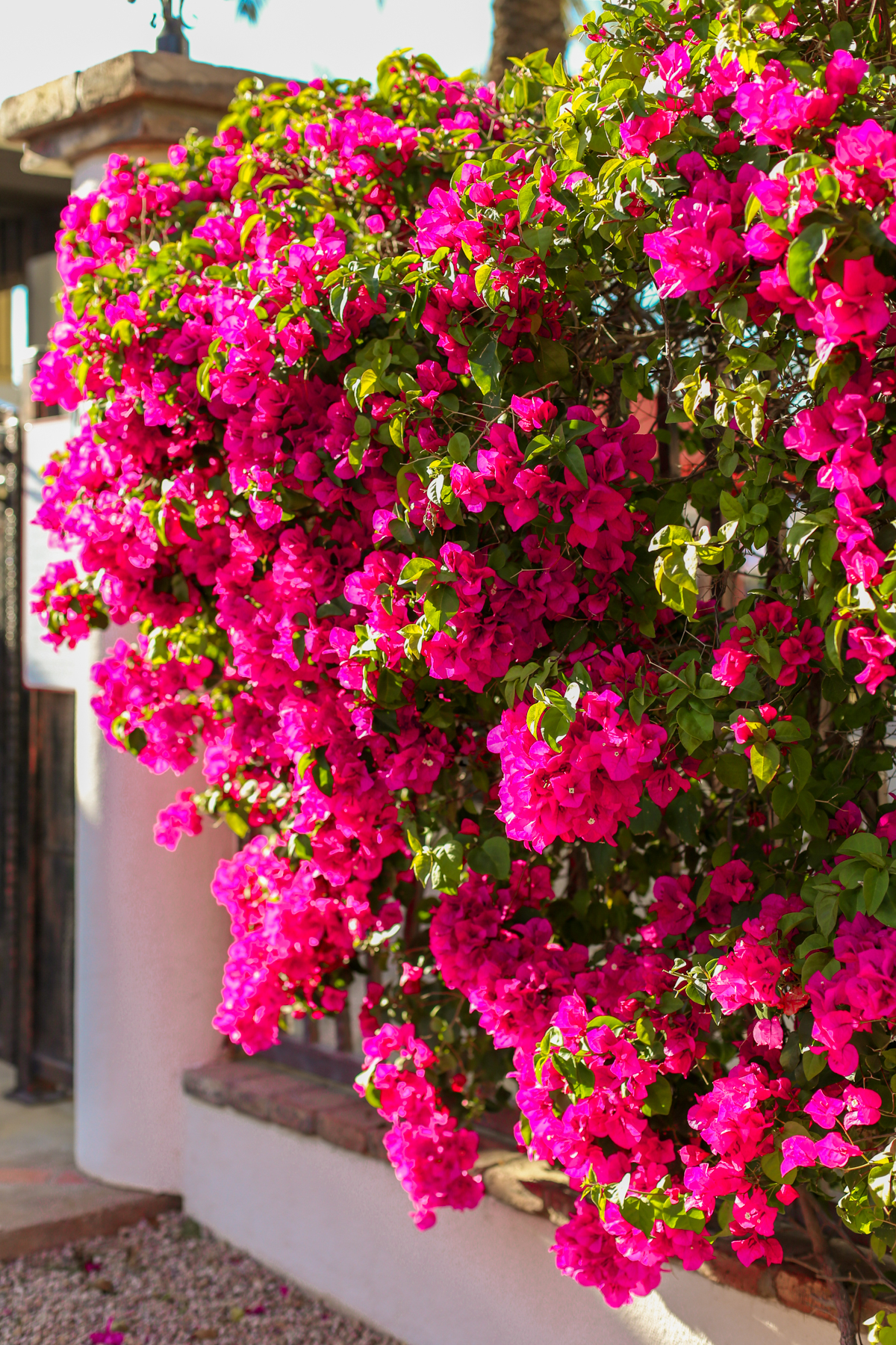 Bougainvillea growing on a white adobe wall