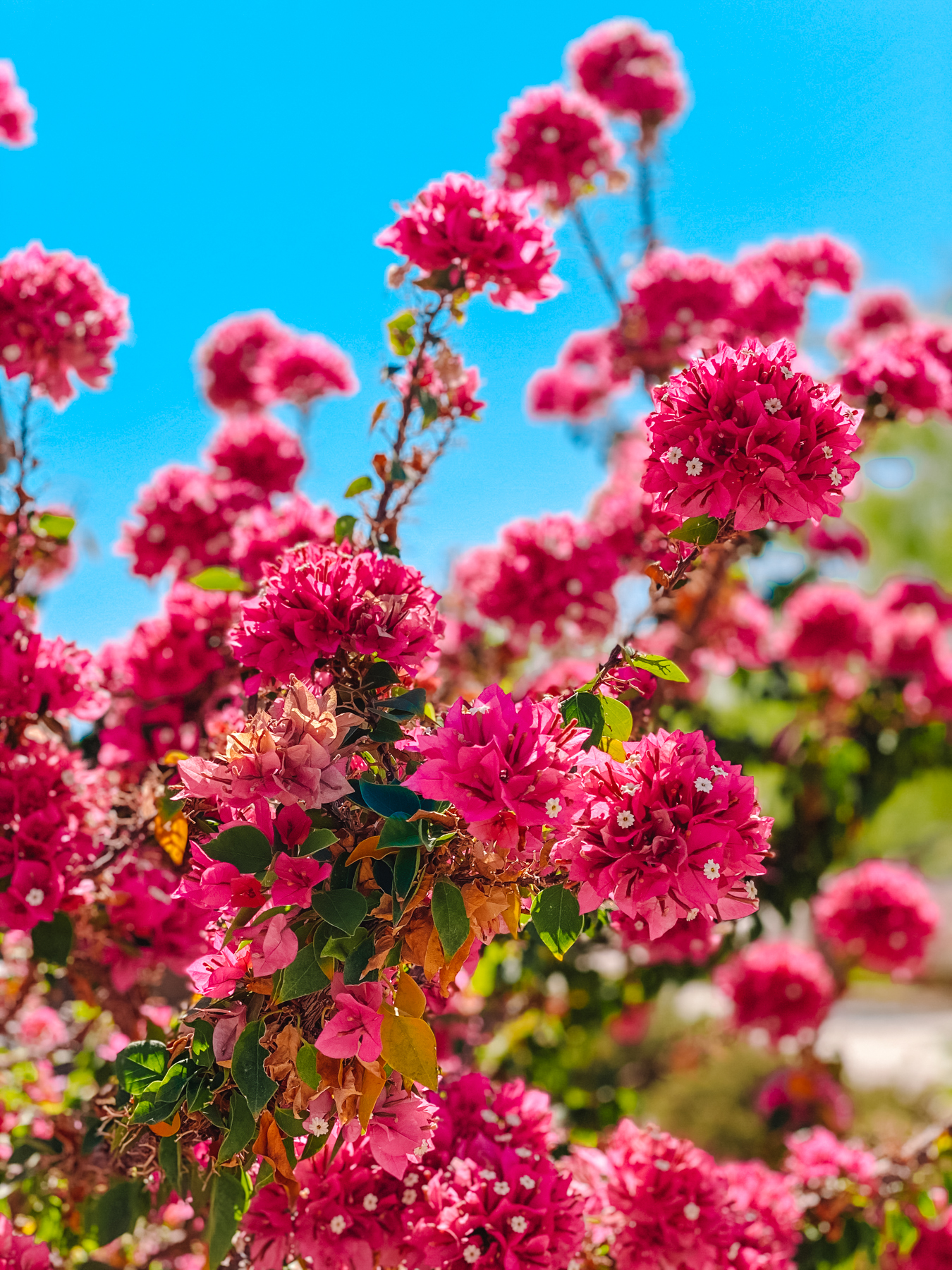 Front view of a pink bougainvillea plant with blue sky in the background. 